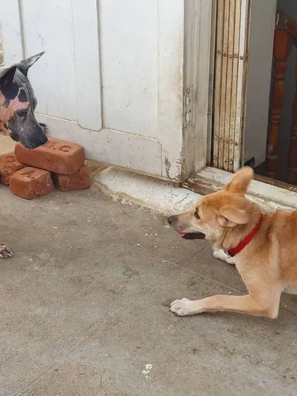 The play bow is universal dog language for 'let's have fun'. I ensure all dogs here learn to speak and understand it.