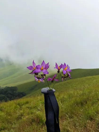 A close up of wildflowers found along the trail, with the misty green hills in the background.