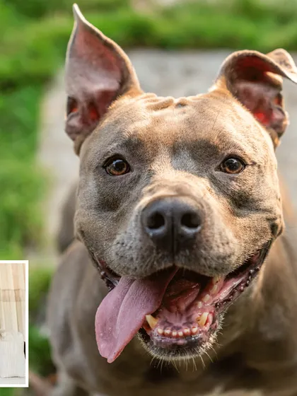 A close-up of Millie the Pitbull's happy face. Her joy at being part of her parents' engagement celebration is infectious.
