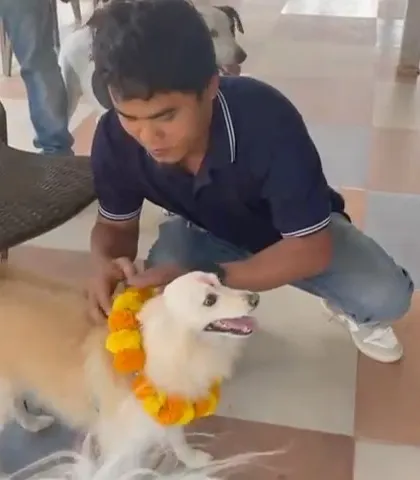 A staff member gently puts a tilak on a Spitz during the Kukur Tihar ceremony, a ritual to honor the dog.