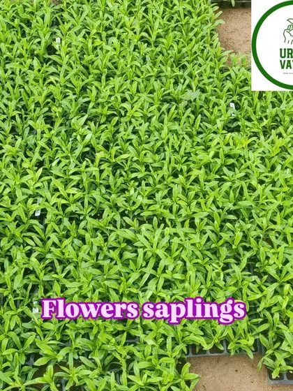 Trays of flower saplings, getting ready for the next season.