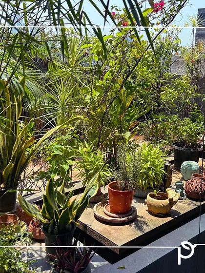 A cluttered but loved rooftop garden, full of a variety of plants. This space is a personal sanctuary, demonstrating the therapeutic magic of being surrounded by greenery.