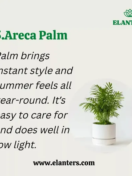 The Areca Palm brings instant style and summer feels all year round. It's an easy-care palm that does well in low light, making it suitable for many indoor spots.
