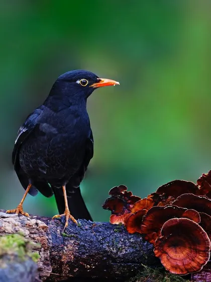 A male Gray-winged Blackbird stands on a moss-covered log next to a cluster of red-brown fungi. The composition is well-balanced, with the dark bird contrasting against the colorful elements of the forest floor.