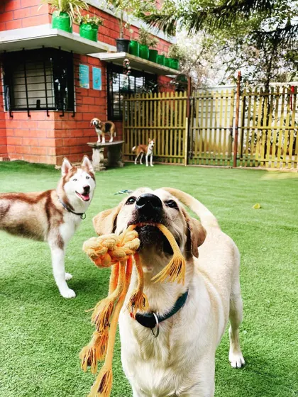 Look at these happy faces playing together! My space is designed for safe socialization, where dogs of all breeds, like this Labrador and Husky, can play with toys and make new friends on our clean turf.