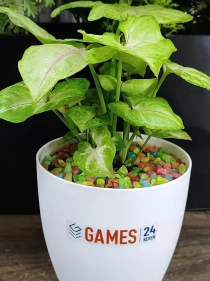 A Syngonium plant with colorful pebbles, delivered as an Earth Day gift for a corporate customer, Games 24x7. The branding is clear yet subtle.