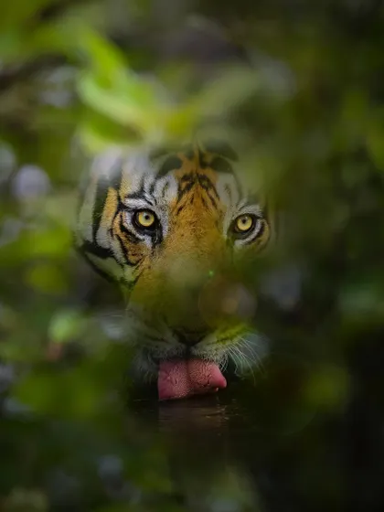 Bajrang, a male tiger from Bandhavgarh, quenches his thirst. The way the leaves frame his face and his tongue laps the water creates a beautifully intimate and peaceful portrait.