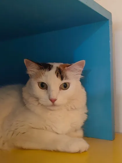 Our beautiful Mini, a lovely white cat with calico patches, posing for the camera. She has such a gentle and sweet personality.