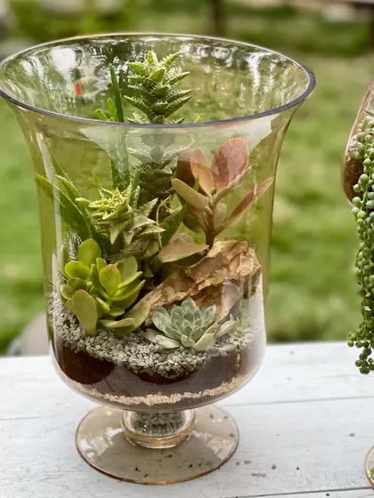 This open terrarium in a glass hurricane vase is filled with a variety of succulents. The arrangement uses different shapes, colors, and textures to create a visually interesting and easy-to-maintain indoor garden.