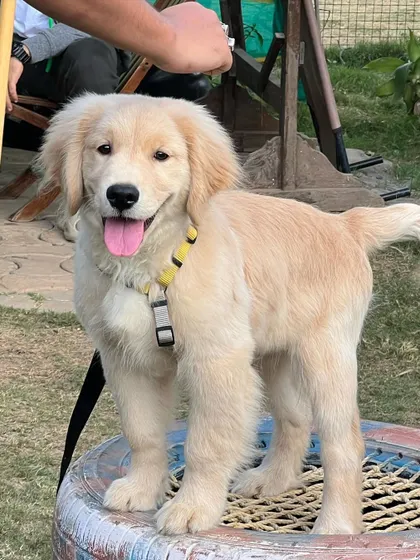 A happy Golden Retriever puppy strikes a pose on one of our playground structures. We provide various elements to keep the play environment interesting and enriching for curious pups.