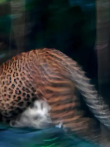 Ghost of the forest, the ghost who walks, phantom of the jungle. Many superlatives describe the leopard, my favorite feline. This image, a blur of motion and spots, was the result of sheer excitement and a basic digital camera many moons ago, but it captures the phantasmal, fleeting nature of the cat perfectly.