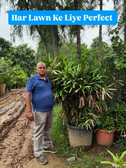 This is a large, bushy Raphis Palm, perfect for any lawn or large indoor space. My focus is on providing plants that are already full and mature, so your garden looks complete from the start.