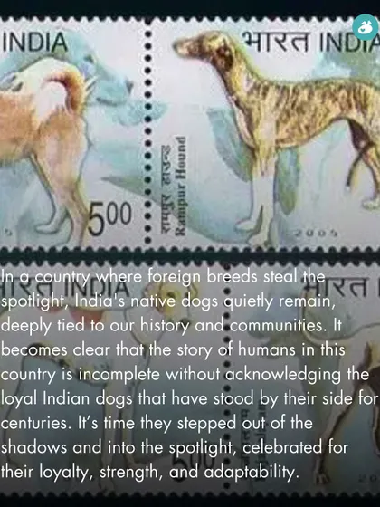 In a country where foreign breeds often steal the spotlight, we believe it's time to celebrate the loyal Indian dogs that are deeply tied to our history.
