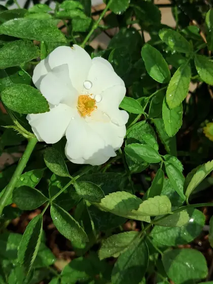A close-up of a white rose surrounded by green leaves.
