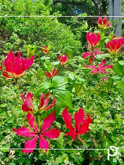 The dramatic, fire-like petals of the Flame Lily (Gloriosa superba). This native climbing plant, the state flower of Tamil Nadu, adds a theatrical touch to any garden and is crucial for attracting butterflies.
