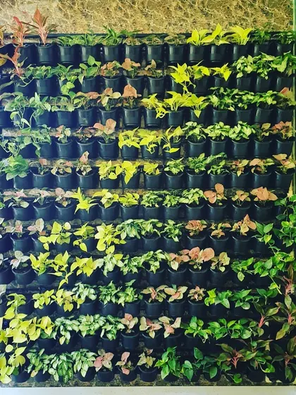 A close-up of a fully planted vertical garden, showcasing the variety of foliage we use. By mixing plants with different colors, shapes, and sizes, we create a dynamic and visually interesting living wall.