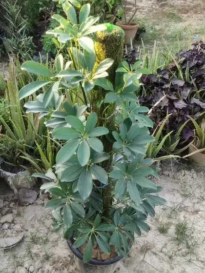 A Schefflera plant on a moss pole, seen from a different angle. It's a very full and well-grown plant.