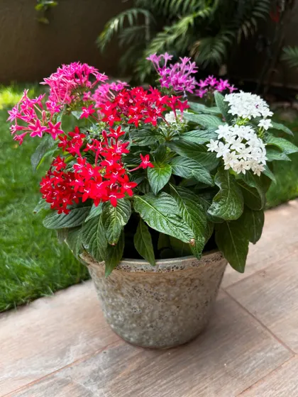 Who says you need a big garden for a burst of color? This mix of perennial Pentas flowers in a single vintage-style pot brings so much life and happiness. They are perfect for a sunny spot on a balcony or patio.