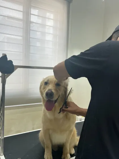 A skilled groomer giving a happy dog a haircut with scissors. This precision work ensures a neat and stylish finish.