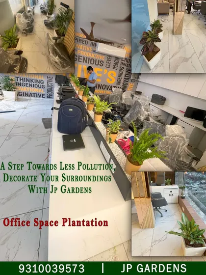 A collage showcasing my office plantation services. I select and install a variety of low-maintenance indoor plants in attractive planters to improve air quality and bring a sense of calm to the work environment.