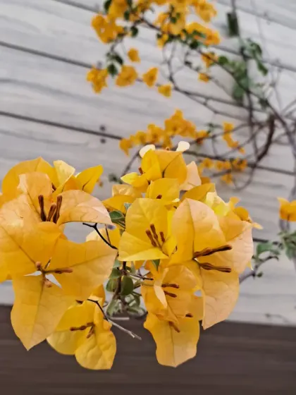 This yellow Bougainvillea adds a splash of sunshine to the terrace.