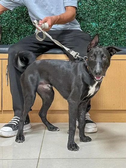 A handsome and confident young Indie dog, ready to be your loyal friend. He is about a year old, neutered, and has a friendly temperament. He would make a wonderful addition to any family.