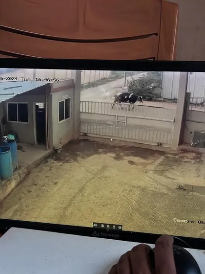 Even unexpected visitors like these cows are captured clearly by the 2MP Hikvision camera at the gate.