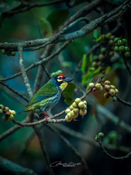The Coppersmith Barbet, the official bird of Mumbai. Its colourful face with patches of red, yellow, and black makes it a beautiful and challenging subject to photograph.
