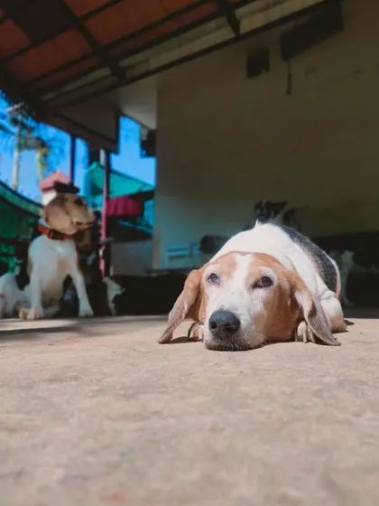 Another angle of our relaxed Beagle guest, enjoying a moment of peace. Quiet time is an essential part of a balanced day at Stay.