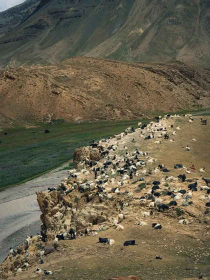 A herd of goats resting on a cliffside in Spiti Valley. Capturing local wildlife and pastoral scenes is an important part of my documentary filmmaking.
