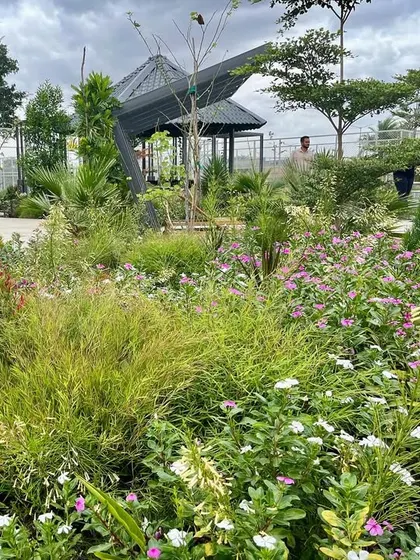 Our stratified approach to planting at Serene Exotica is detailed here, showing a mix of Vinca Alba, Bamboo Grass, and Red Lilly Pilly, chosen for their resilience and aesthetic contribution.