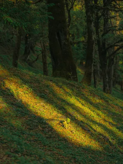 More beautiful light patterns in the forest. The cool, dark edit gives the scene a mysterious and enchanting feel.
