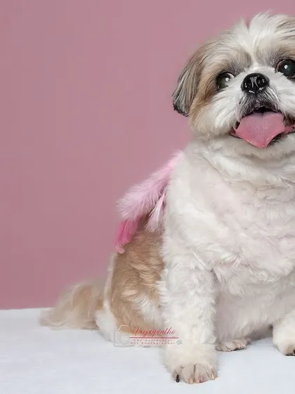 Sushi looking angelic with a pink feather on his back.