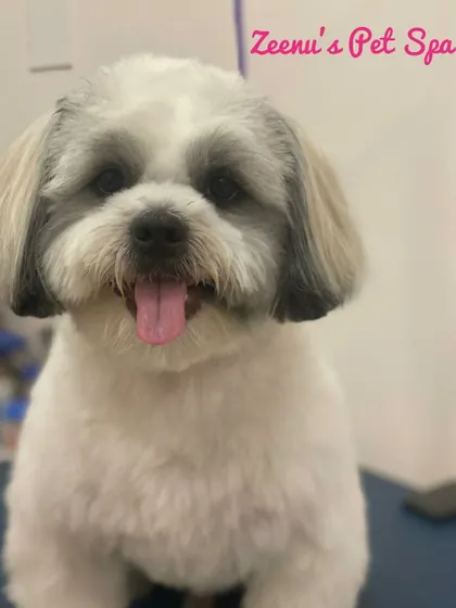 A happy Shih Tzu with a fresh trim and a happy tongue-out expression. A regular grooming schedule keeps their coat in excellent condition.