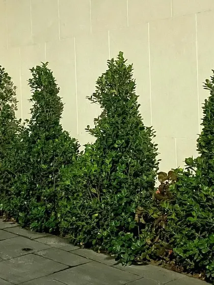A simple but elegant hedge of Ficus plants provides a green border along a slate pathway. Proper pruning and maintenance, which I provide, are key to keeping hedges like this looking sharp and healthy.