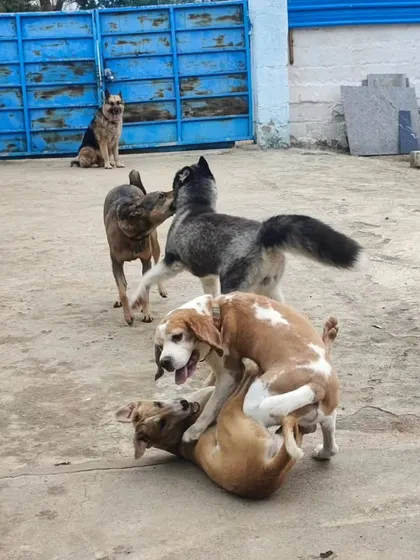 This looks like a game of doggy wrestling. It's all in good fun and they love it.