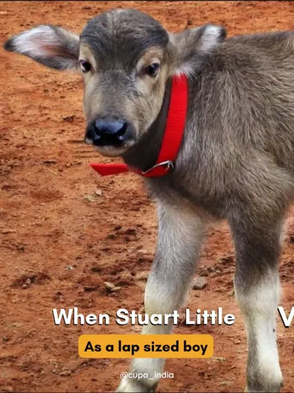 We call this little buffalo Stuart Little when he was just a lap-sized boy. He arrived tiny and vulnerable but was full of spirit.