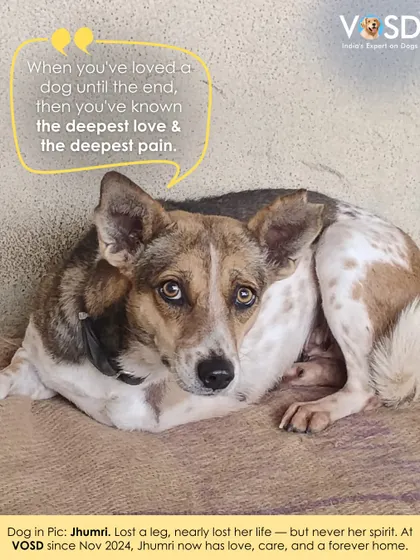 Jhumri lost a leg and nearly her life, but she never lost her spirit. Since November 2024, she has had love, care, and a forever home with us.