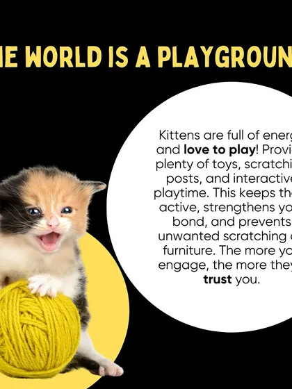Kittens are full of energy. Providing plenty of toys and scratching posts keeps them active, prevents destructive behavior, and strengthens your bond.