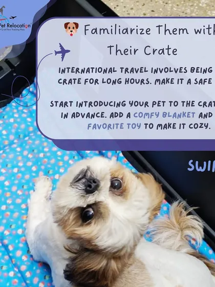 Familiarize your pet with their crate weeks in advance. Make it a safe and cozy space by adding a comfy blanket and their favorite toy. This is especially important for long international flights.
