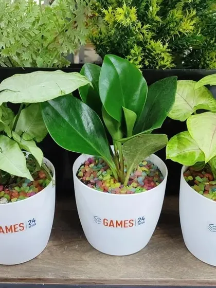 A set of three branded plant gifts for Games 24x7. We used a mix of Peperomia and Syngonium plants in white pots, topped with colorful pebbles for a playful touch.