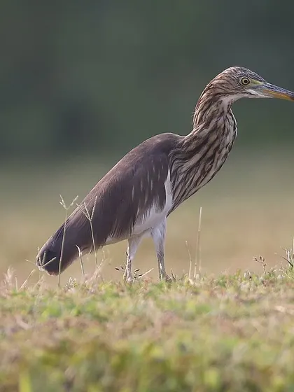A Pond Heron standing tall in the grass. These herons are masters of camouflage, their streaked brown plumage blending in perfectly with their wetland habitat.