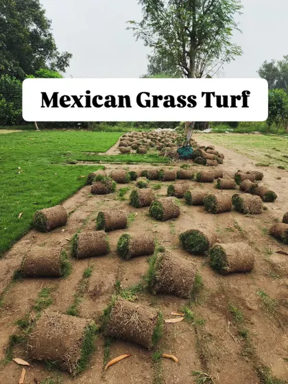 Rolls of our Mexican grass turf, clearly labeled and ready for a project. We ensure our clients know exactly what variety they are receiving.