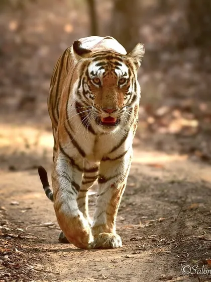 A royal catwalk in Bandhavgarh National Park. This tigress, Birohi, moved with such grace and power. Capturing a clean, head-on walking shot like this requires anticipating the animal's path and being ready for that split-second opportunity.