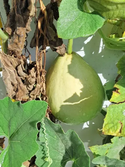 This is a round variety of lauki, or bottle gourd, growing on the vine. I can help you choose different varieties of vegetables to add diversity to your garden.