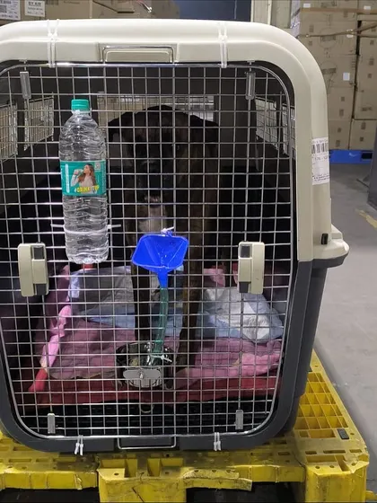 Milo, a handsome boxer mix, settled in his crate for his cargo flight to New York. The crate is his safe space for the journey.