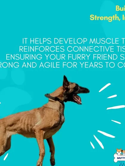 This graphic highlights how our activities help build a dog's strength from the inside out. Active play reinforces muscles and connective tissue, keeping your dog strong and agile.