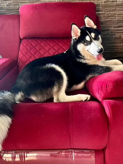 Zeus, looking like royalty on his throne after a good training session. Part of our program is teaching pups how to be calm and settled at home.