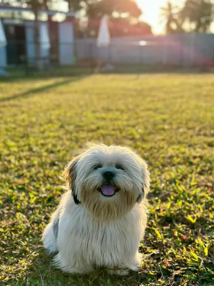 A fluffy and adorable Shih Tzu enjoying the golden hour light at the camp.