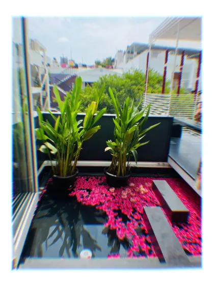 A small, artistic water body we created on a balcony. The dark water is beautifully contrasted by floating pink flower petals, with tall plants in the background adding to the serene, picturesque quality of the space.